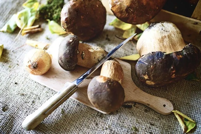 Gdzie w okolicach Lublina warto jechać na grzyby?