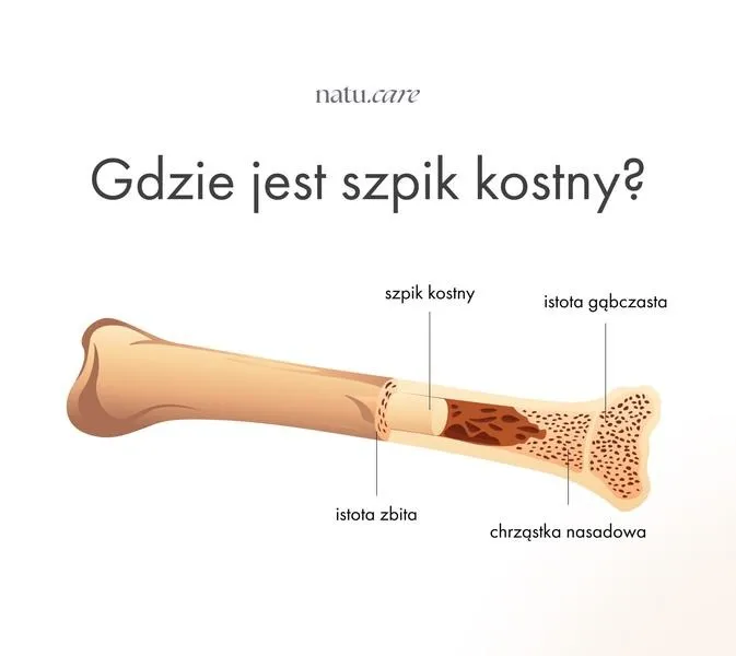 Jak skutecznie zostać dawcą szpiku w Lublinie? Przewodnik dla każdego
