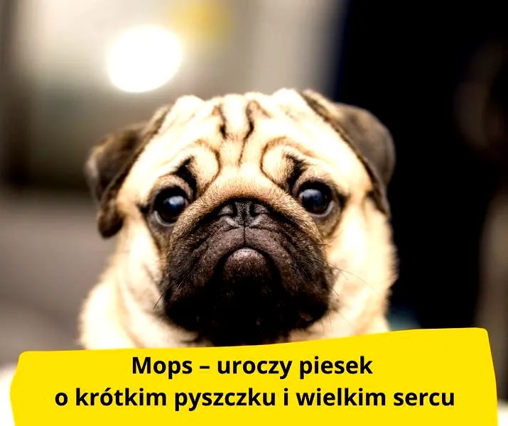 Jak starać się o mieszkanie socjalne w Lublinie