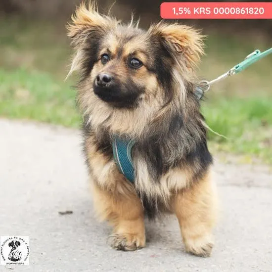 Adopcja psów w Lublinie