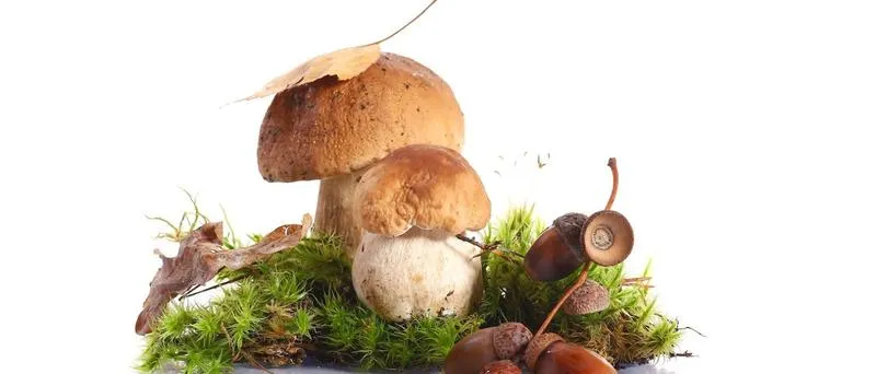 Grzybobranie w Lublinie