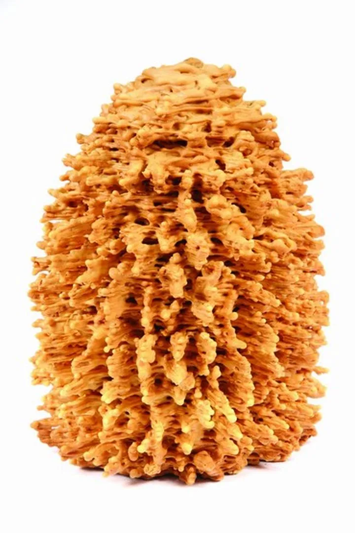 Historia i tradycje sękacza