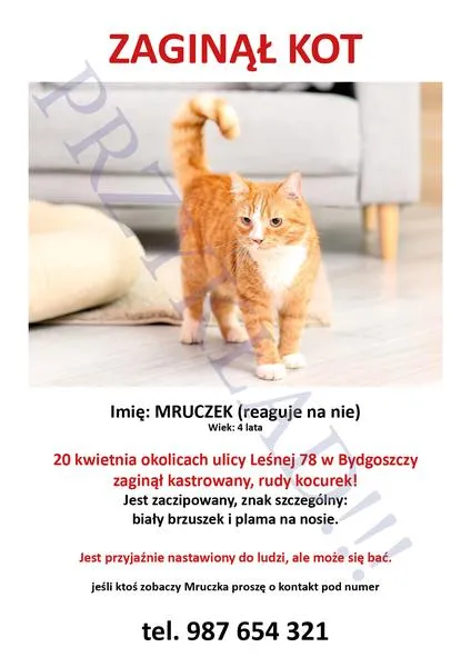 Kiedy kota nie ma w Lublinie