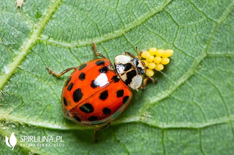 Lokalizacje sklepów Biedronki Lublin