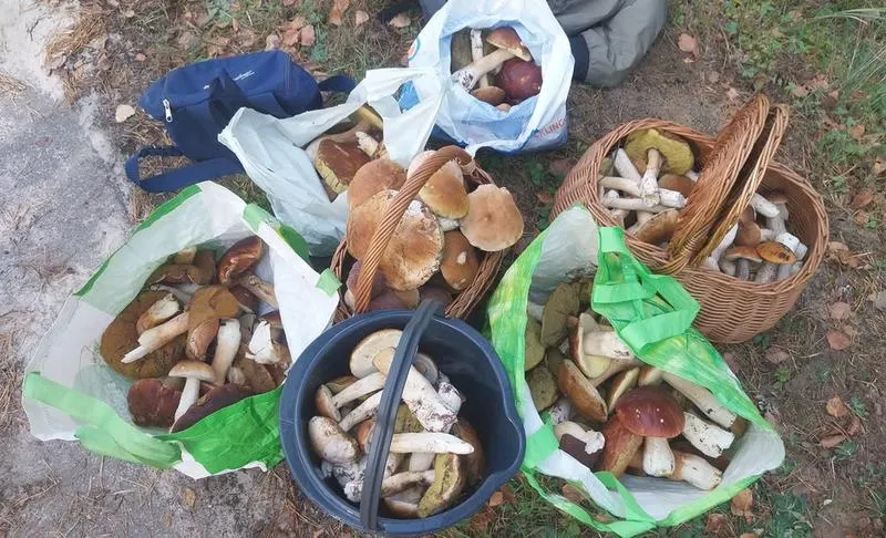 Miejsca na grzyby