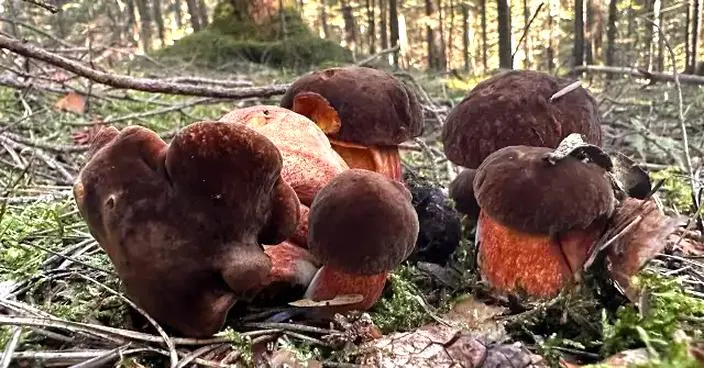 Najlepsze tereny grzybobrania