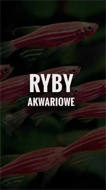 Najlepsze źródła świeżych ryb