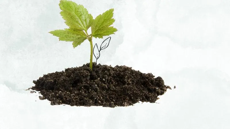 Najlepszy kompost do ogrodu