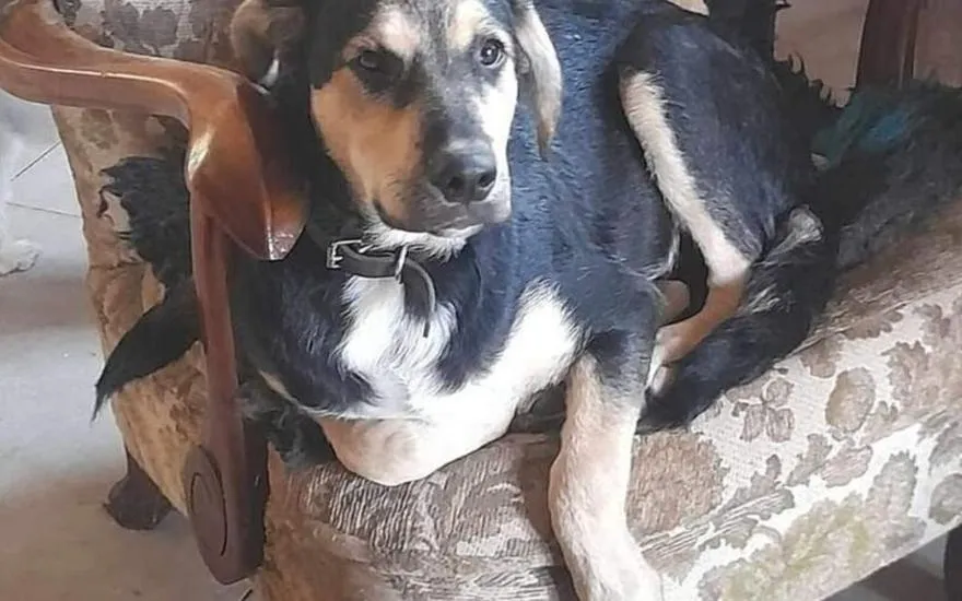 Rasy psów do adopcji