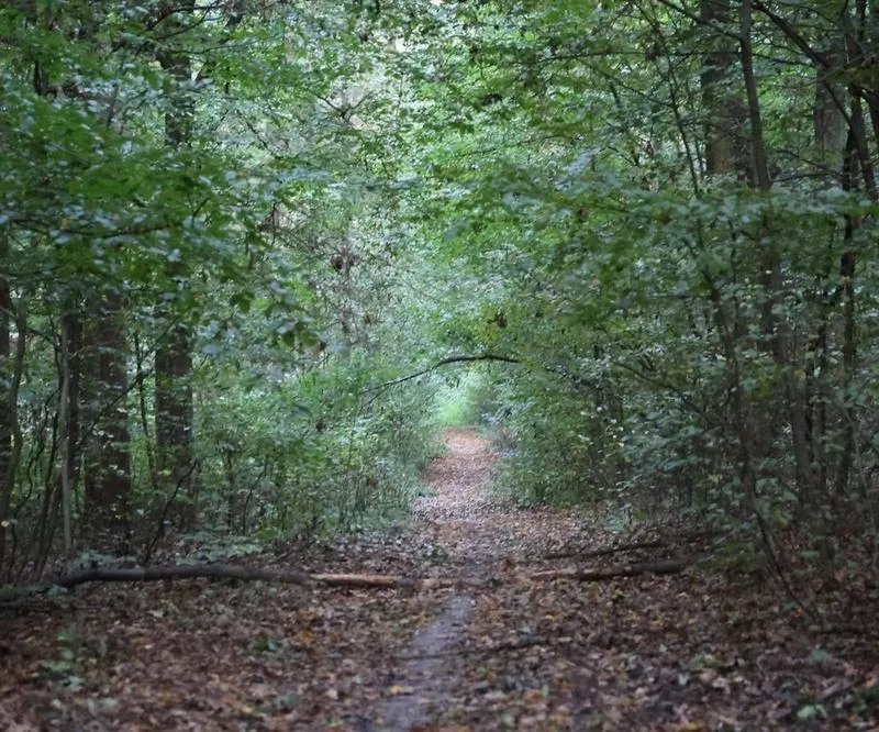 Trasy piesze do Starego Gaju